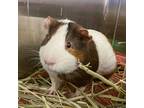 Adopt Wasabi-- Bonded With Siracha And Piri Piri a Guinea Pig small animal in