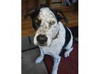 Adopt Ringo a White - with Black American Staffordshire Terrier / German