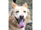 Adopt Andy a Tan/Yellow/Fawn - with White Golden Retriever / Collie / Mixed dog