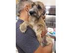 Adopt Leo a Brown/Chocolate Terrier (Unknown Type, Medium) / Mixed dog in