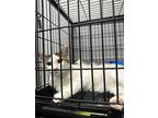 Adopt Belle a Cream or Ivory Domestic Shorthair cat in Whiteville, NC (38409948)