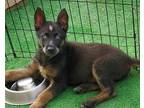 Adopt Baby Diego a Black - with Tan, Yellow or Fawn Blue Heeler / Belgian