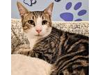 Adopt RABBIT a Gray, Blue or Silver Tabby Domestic Shorthair (short coat) cat in