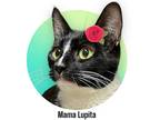 Adopt Mama Lupita a Black & White or Tuxedo Domestic Shorthair (short coat) cat