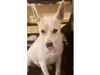 Adopt Betty White a Tricolor (Tan/Brown & Black & White) Jack Russell Terrier /