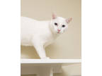 Adopt Chance a White Domestic Shorthair / Domestic Shorthair / Mixed cat in