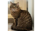 Adopt Dutchie (bonded with Peanut) a Brown or Chocolate Domestic Mediumhair /