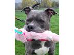 Adopt Liliana a Gray/Silver/Salt & Pepper - with White American Staffordshire