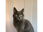 Adopt Lucy a Gray or Blue Domestic Shorthair (short coat) cat in Seattle