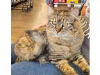 Adopt Fortunata a Torbie