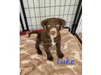 Adopt Luke a Brown/Chocolate - with White Australian Shepherd / Border Collie /