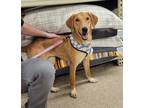 Adopt Dora a Tan/Yellow/Fawn - with White Labrador Retriever / Redbone Coonhound