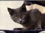 Adopt Jasper a Gray or Blue Domestic Shorthair (short coat) cat in Saint