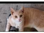 Adopt Feldspar a Orange or Red (Mostly) Domestic Shorthair (short coat) cat in