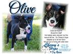 Adopt Olive a Black - with White American Staffordshire Terrier / Boxer / Mixed