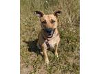 Adopt Pickles a Tan/Yellow/Fawn Pit Bull Terrier / Staffordshire Bull Terrier /