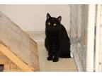 Adopt Cashmere a All Black Domestic Shorthair (short coat) cat in House Springs
