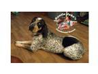 Adopt OHIO Foster Homes Needed a Coonhound