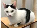 Adopt Meet Holly! a Domestic Short Hair