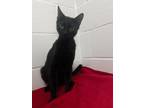 Adopt Blanca a All Black Domestic Shorthair / Domestic Shorthair / Mixed cat in