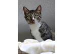 Adopt Rice Krispies a Brown Tabby Domestic Shorthair (short coat) cat in House