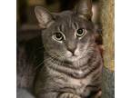 Adopt Gracie May a Gray or Blue Domestic Shorthair / Mixed cat in Patchogue