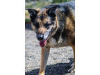 Adopt Grizzy a German Shepherd Dog