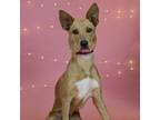 Adopt Maya a Mixed Breed