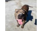 Adopt Choco a Brindle Tosa Inu / Pit Bull Terrier / Mixed dog in Carlsbad