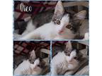 Adopt Oreo a Gray or Blue (Mostly) Domestic Shorthair (short coat) cat in