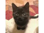 Adopt dior a All Black American Shorthair / Mixed cat in Chatsworth