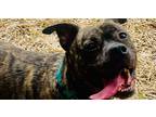 Adopt Abe a Brindle Terrier (Unknown Type, Medium) / Pit Bull Terrier dog in