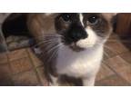 Adopt Louise a White Domestic Mediumhair / Mixed cat in Lone Oak, TX (35268650)