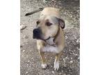 Adopt Minnie a Tan/Yellow/Fawn Boxer / Mixed dog in Houston, TX (31531691)
