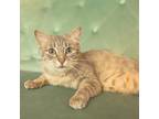 Adopt Catty Labelle a Gray or Blue Domestic Shorthair / Mixed cat in St.Jacob