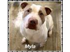 Adopt Myla a White American Pit Bull Terrier / Mixed dog in Amarillo