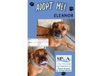 Adopt Eleanor a Tan/Yellow/Fawn American Pit Bull Terrier / Boxer / Mixed dog in