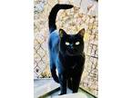 Adopt Yoda a All Black American Shorthair (medium coat) cat in Salisbury Mills