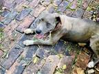 Adopt Bogie a Gray/Silver/Salt & Pepper - with White American Pit Bull Terrier /
