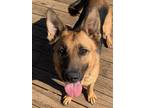 Adopt Skye a Black - with Tan, Yellow or Fawn German Shepherd Dog / Mixed dog in