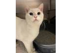 Adopt Won Ton a White Domestic Shorthair / Domestic Shorthair / Mixed cat in