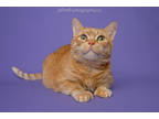 Adopt Kitty a Orange or Red Domestic Shorthair / Domestic Shorthair / Mixed cat