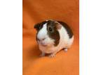 Adopt Scooby a Brown or Chocolate Guinea Pig (short coat) small animal in