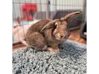 Adopt Acorn a American / Mixed rabbit in Port Richey, FL (37888255)
