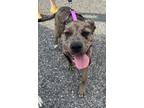 Adopt Rhetta a Catahoula Leopard Dog