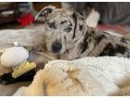 Adopt Eliza a Catahoula Leopard Dog