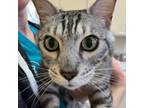 Adopt Chibi a Gray or Blue Bengal / Mixed cat in Kanab, UT (38231634)