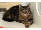 Adopt Peanut (bonded with Dutchie) a Brown or Chocolate Domestic Shorthair /