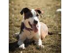 Adopt Fern a Mixed Breed