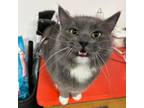 Adopt Possum a Gray or Blue Domestic Longhair / Mixed cat in Rochester